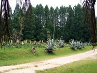 swwA