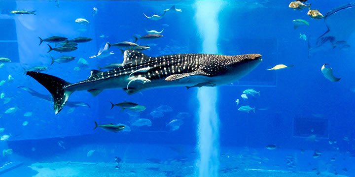 沖縄旅行・ツアー（航空券＋ホテル）【楽天トラベル】沖縄美ら海水族館